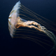Illustration for article titled 10 Marvels of Underwater Photography Celebrated by National Geographic